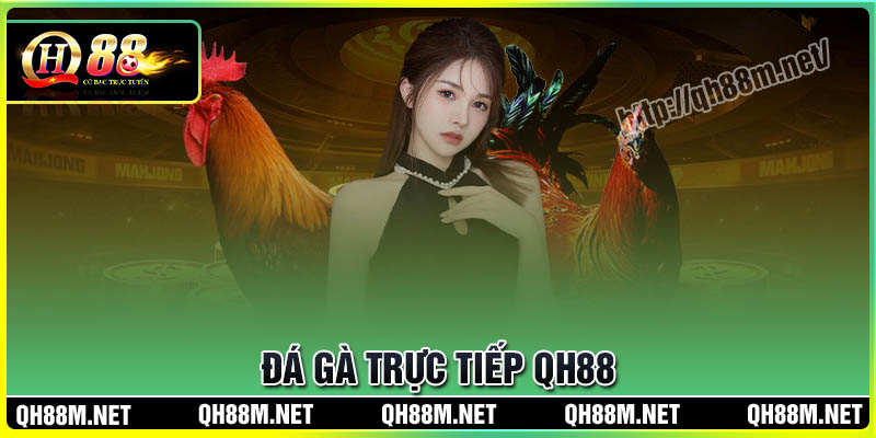 Đá Gà QH88 - Cá Cược Uy Tín Hàng Đầu, Siêu Kịch Tính