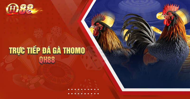 Giới thiệu sơ lược về trực tiếp đá gà Thomo