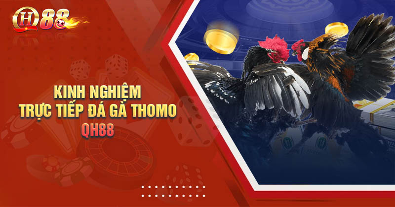 Kinh nghiệm chơi Đá gà trực tiếp Thomo dễ thắng